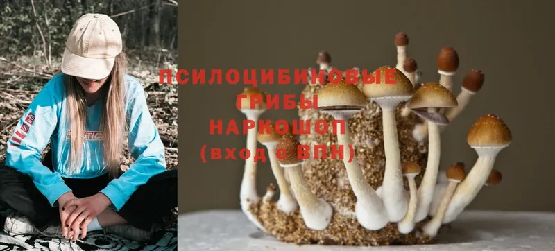 Псилоцибиновые грибы MAGIC MUSHROOMS  Ковров 